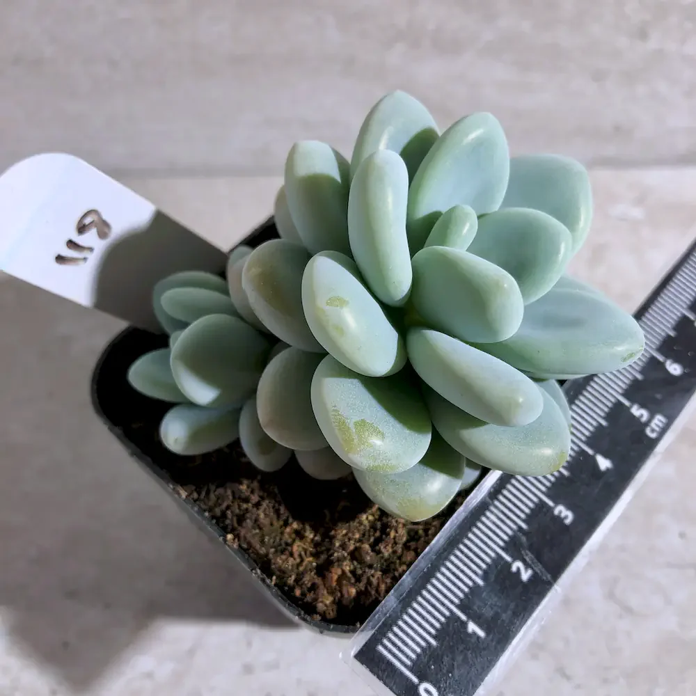 Pachyveria Daphne