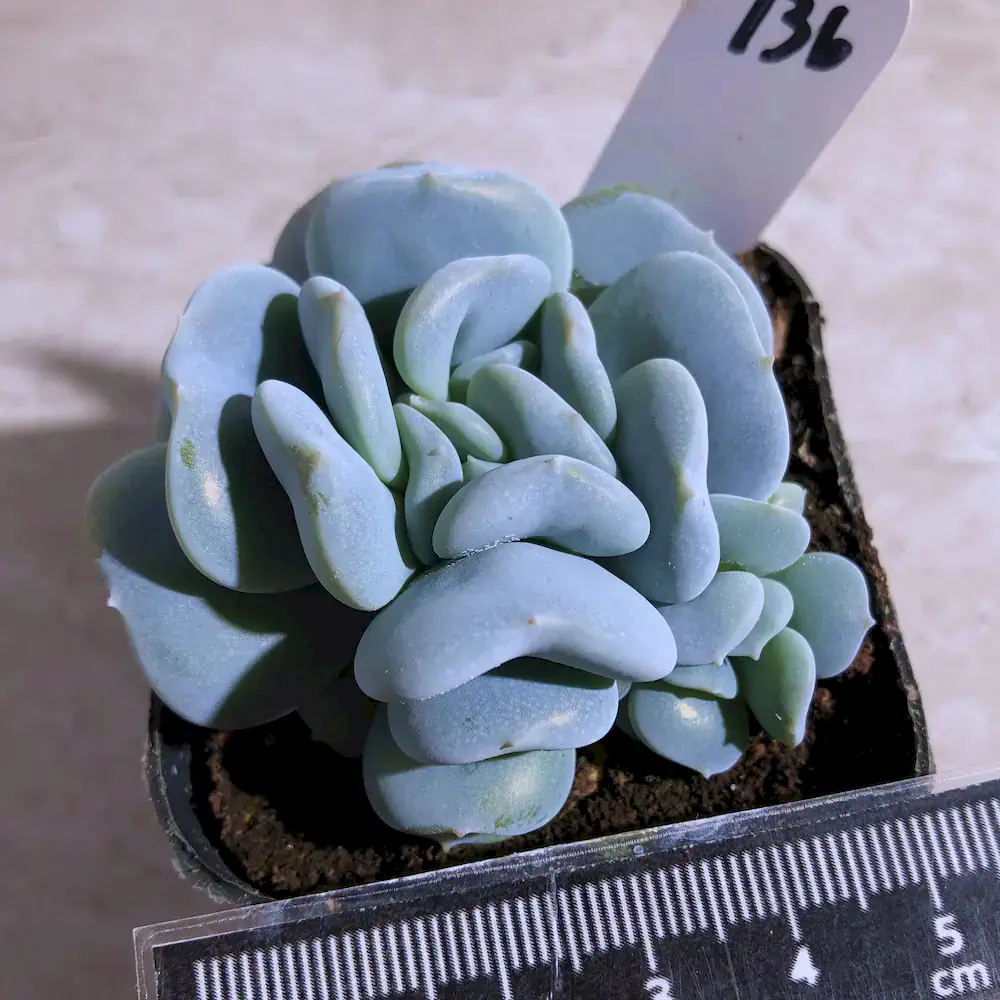 Echeveria Exotic