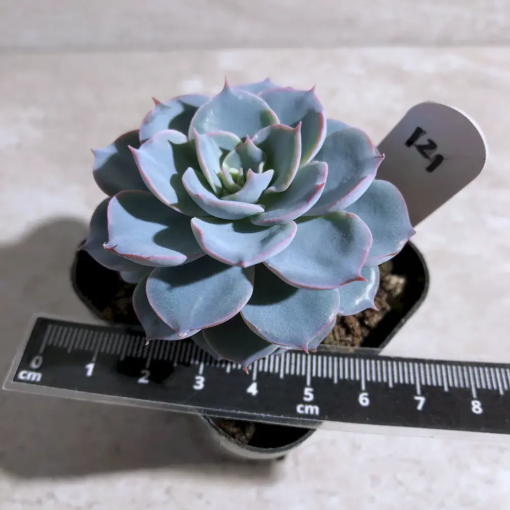 Echeveria Desmetiana - Peacock Echeveria