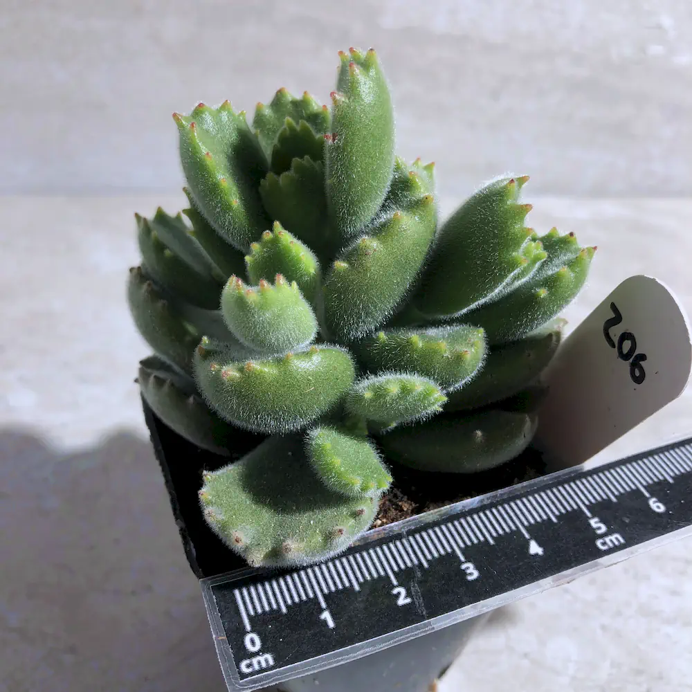 Cotyledon Tomentosa - Bear Paws