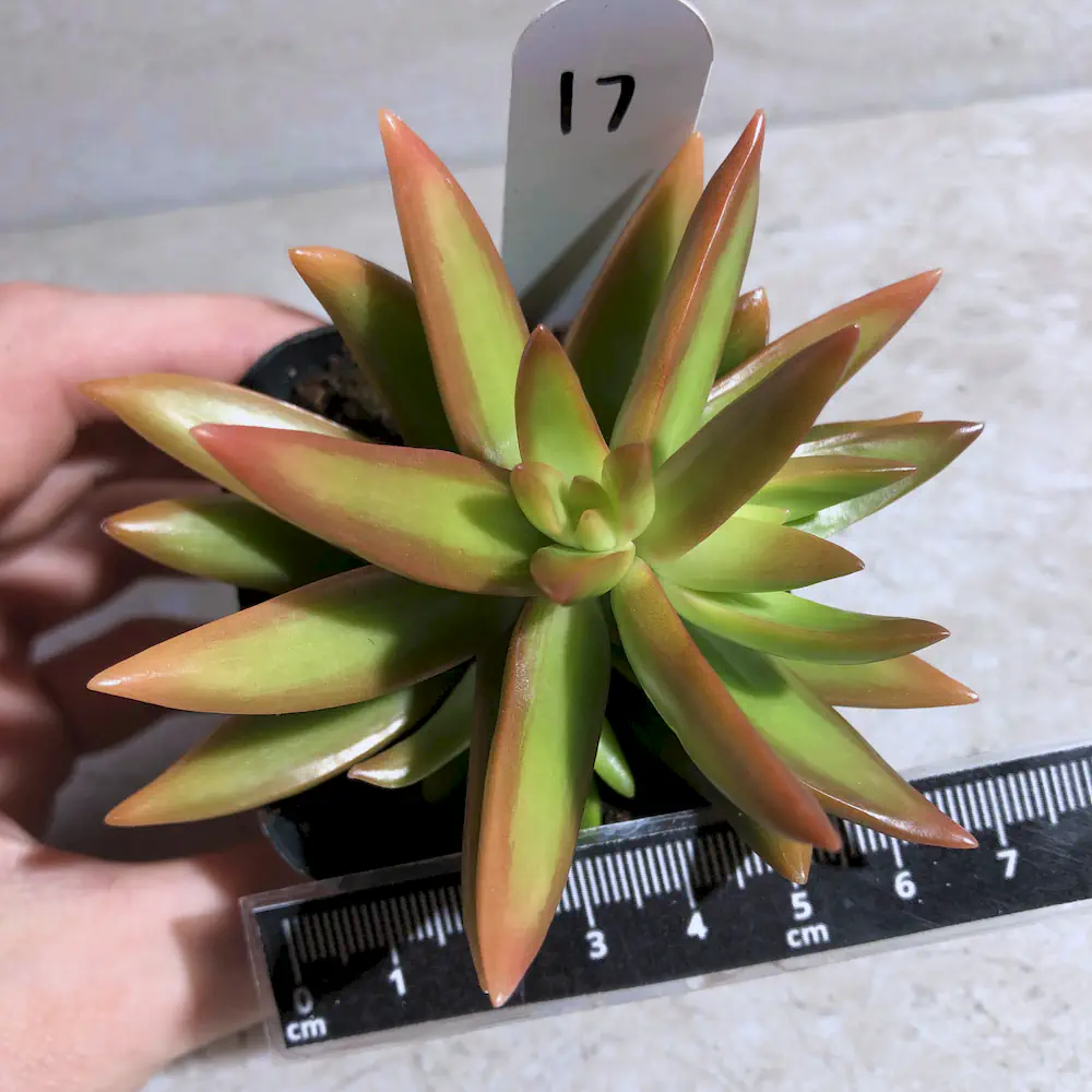 Sedum Adolphi