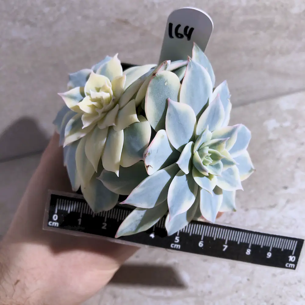 Echeveria Desmetiana Variegated - Peacock Echeveria