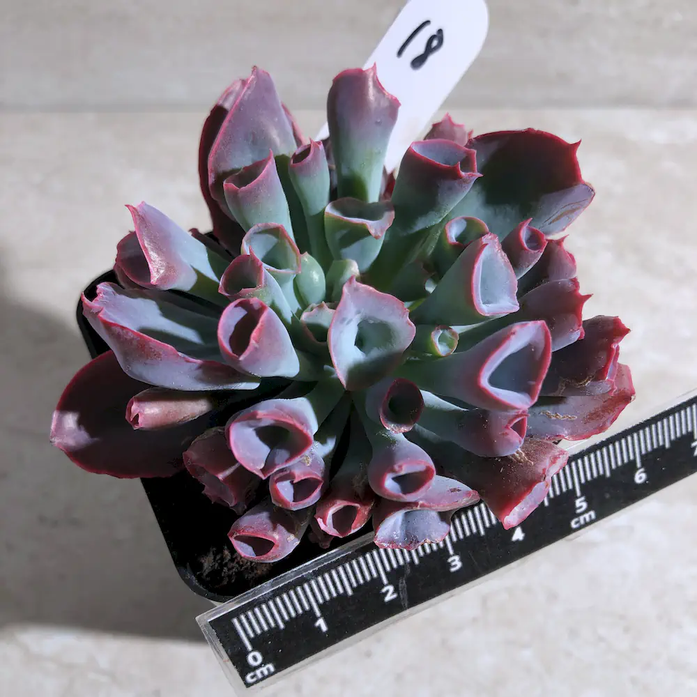 Echeveria Trumpet Pinky