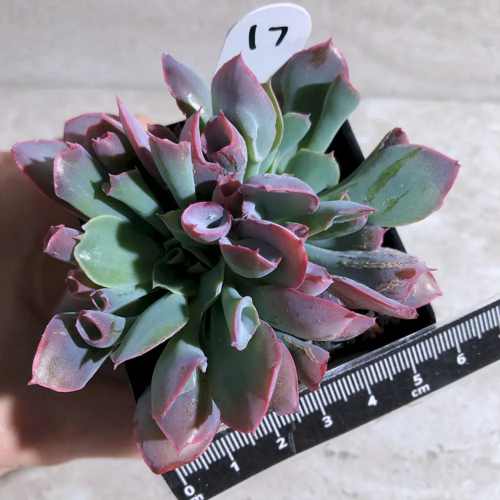 Echeveria Trumpet Pinky