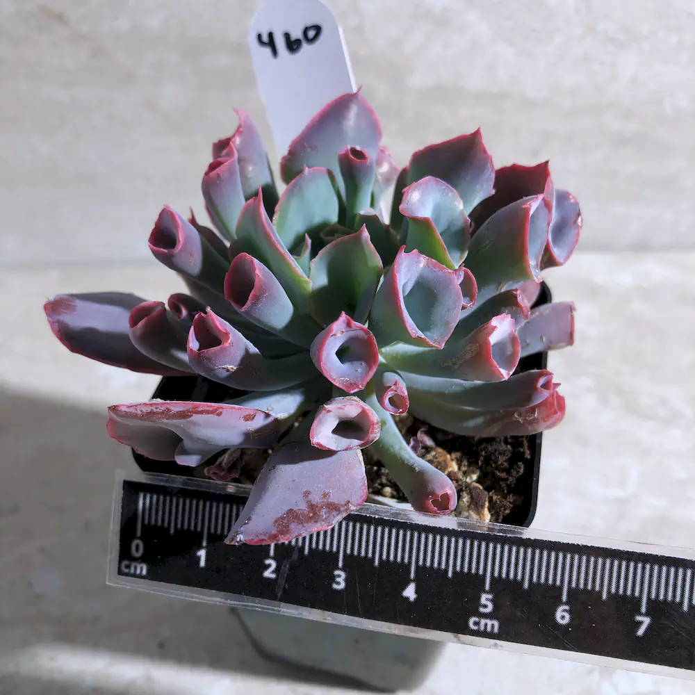 Echeveria Trumpet Pinky