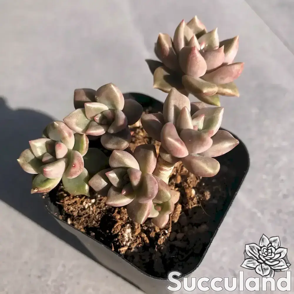 echeveria arzee succulent