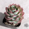 Echeveria Panamera