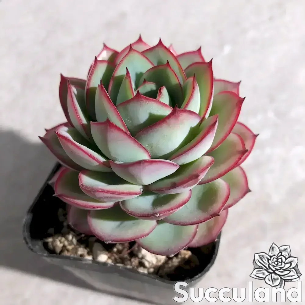 Echeveria Panamera succulent