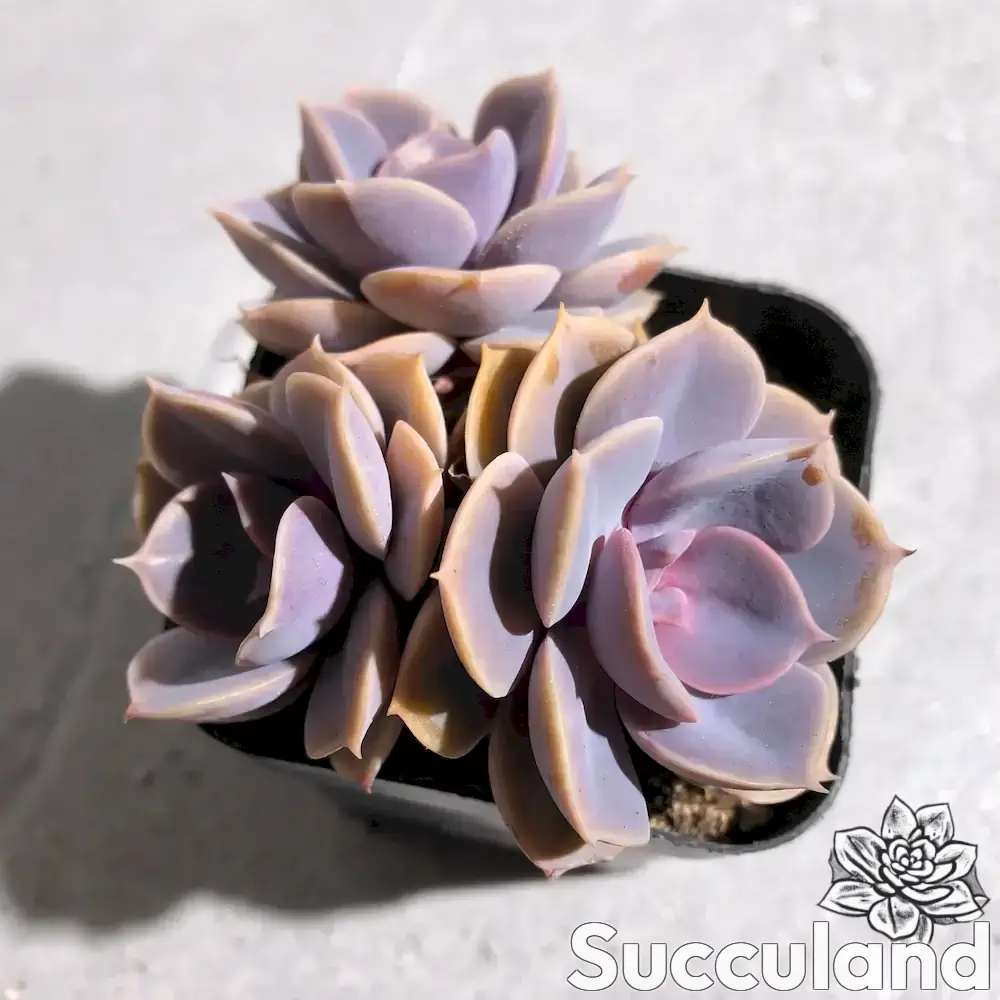 echeveria perle von nurnberg succulent