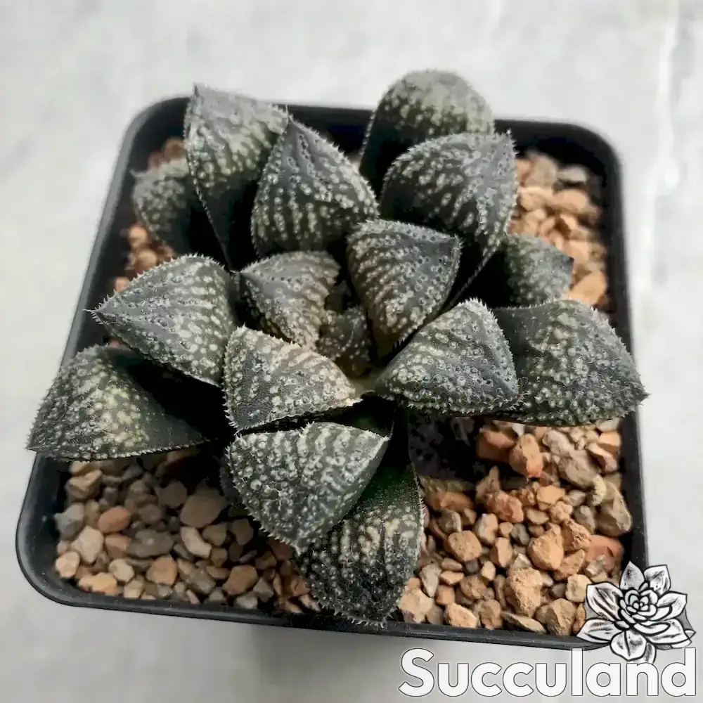 haworthia mordor succulent