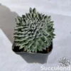 Sinocrassula Yunnanensis - Chinese Jade