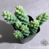 Sedum Burrito - Baby Donkey Tail