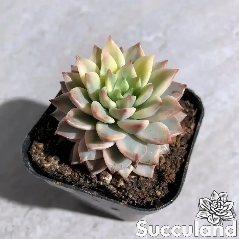 Echeveria Green Emerald Variegated succulent