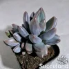 Sedeveria Blue Mist