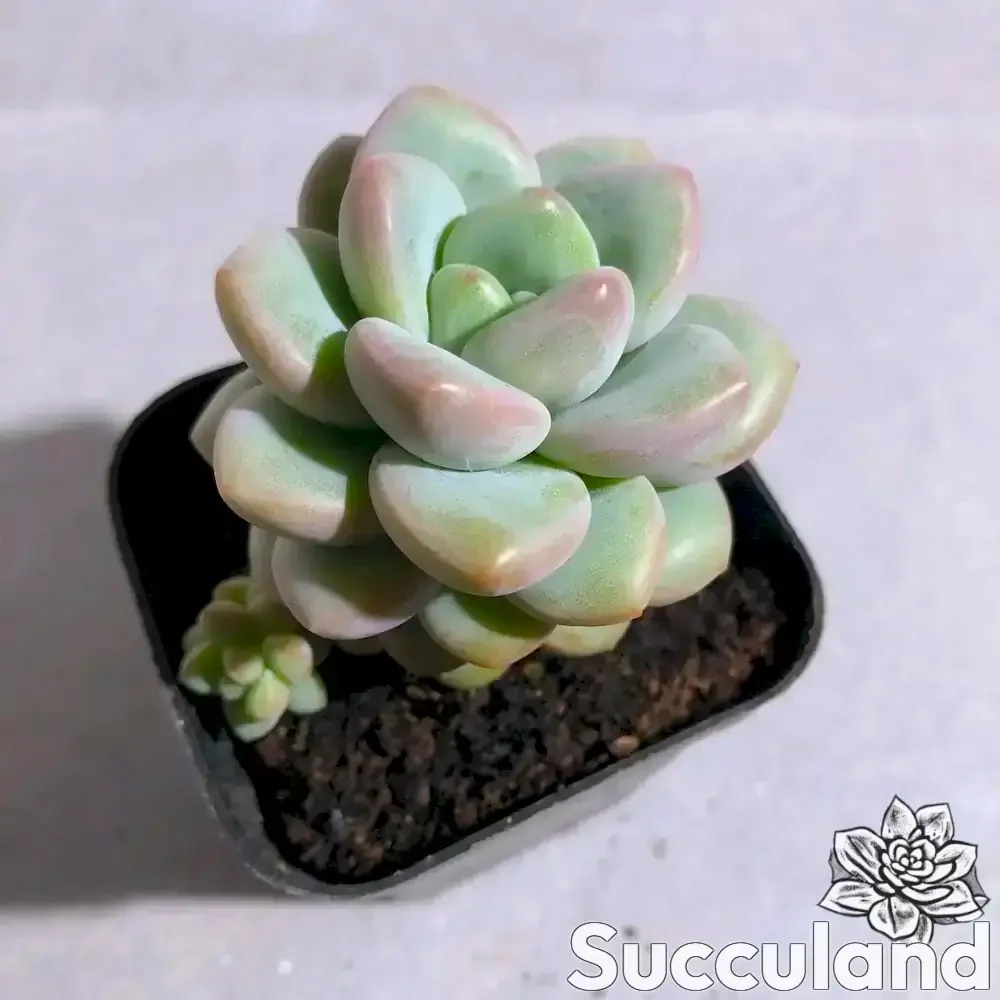 Pachyveria Bubble Gum succulent