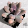 Pachyphytum Fittkaui