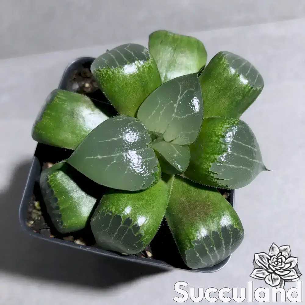 Haworthia Emelyae Comptoniana succulent