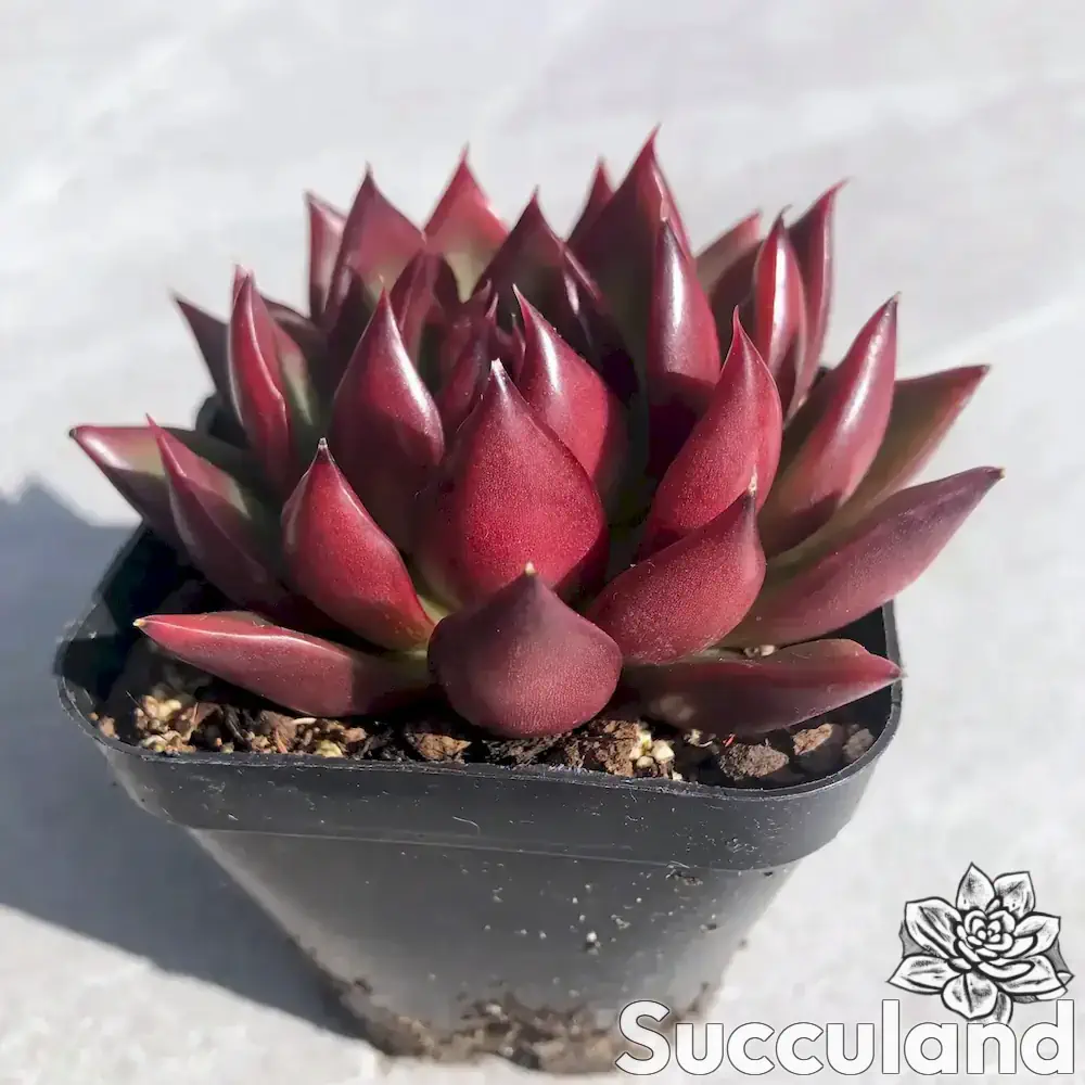 Echeveria Benimusume Crimson Girl succulent