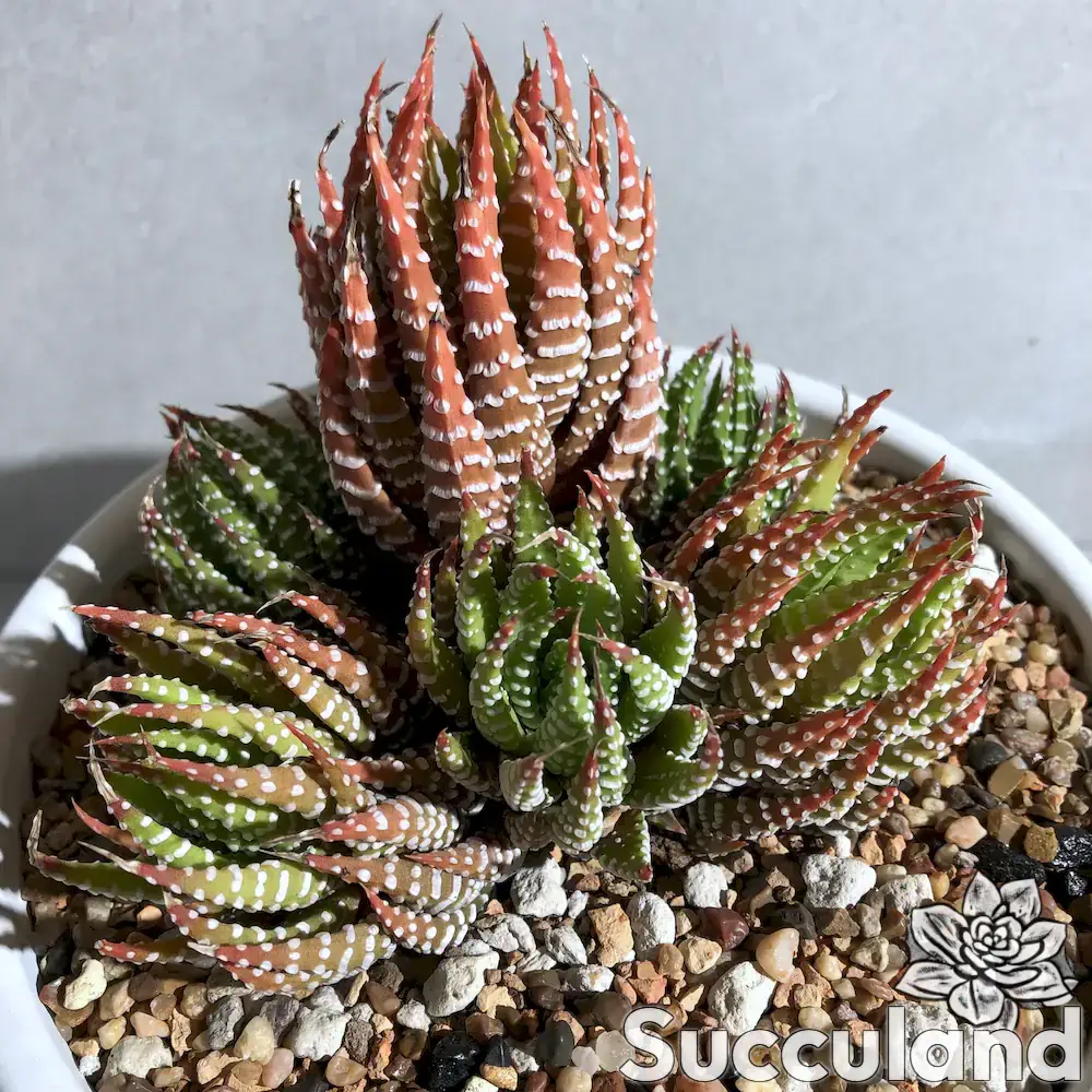 Haworthiopsis Coarctata succulent