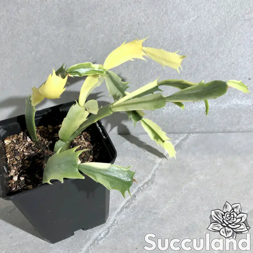 Schlumbergera Truncata Variegated Thanksgiving Cactus