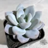 Pachyveria Hybrid (E. Laui x P. 'Elaine')