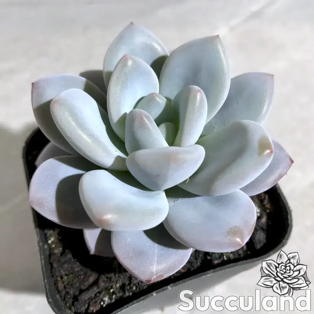 Pachyveria Hybrid (E. Laui x P. 'Elaine') succulent