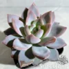 Echeveria Japanese Cherry Star