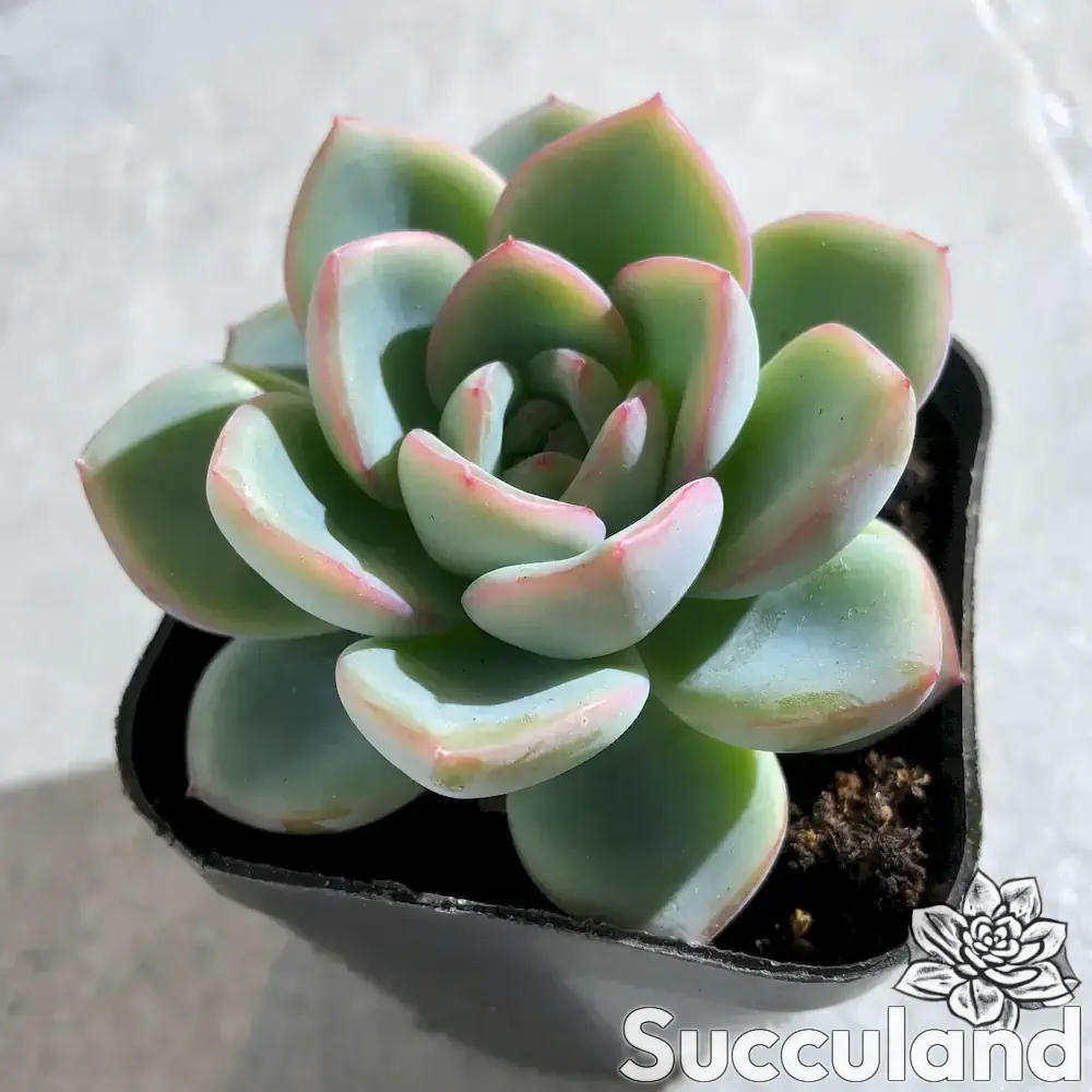 Echeveria amabile succulent