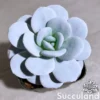 Echeveria Laui