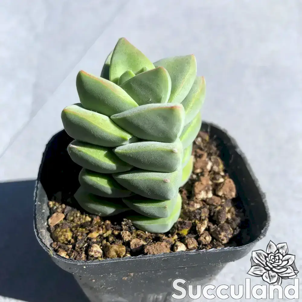 Crassula Moonglow Ivory Tower succulent