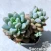 Pachyveria Daphne