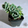 Kalanchoe Millotii - Velvet Soft Leaf