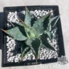 Agave Parryi (Cold Hardy)